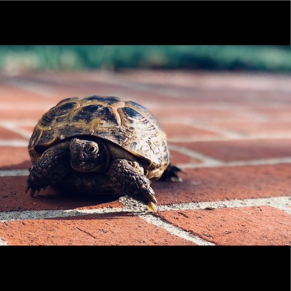 Meet the Posher Other - Meet your Posher, Annabelle